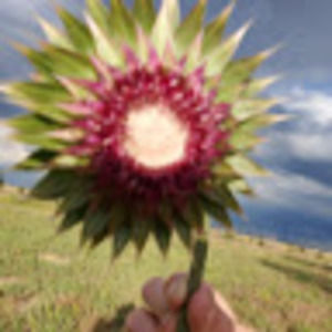 Meet your Posher, Maureen